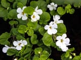 Bacopa Monnieri