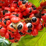 Guarana