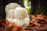 Lion's Mane