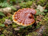 Reishi