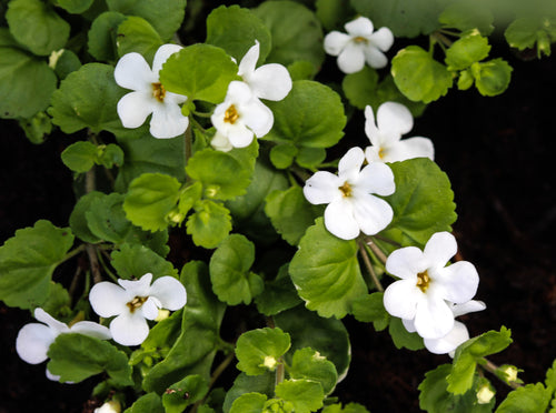 Bacopa Monnieri