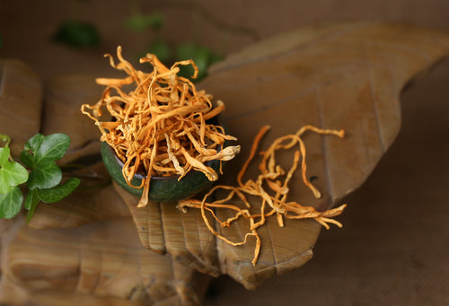 Cordyceps