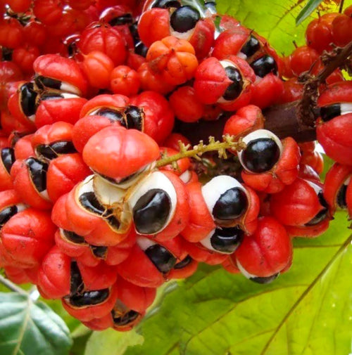 Guarana