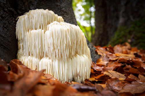 Lion's Mane