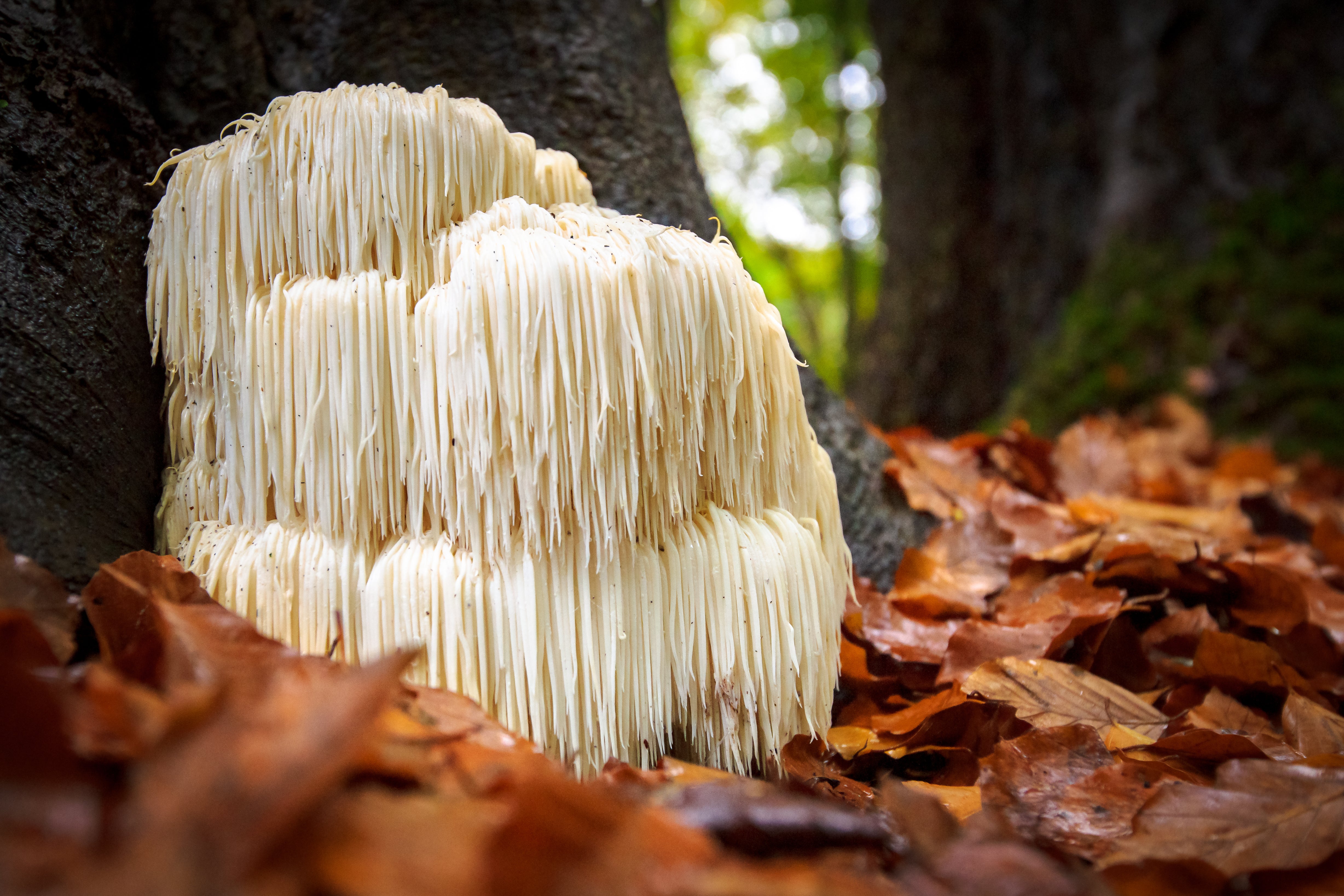 Lion's Mane